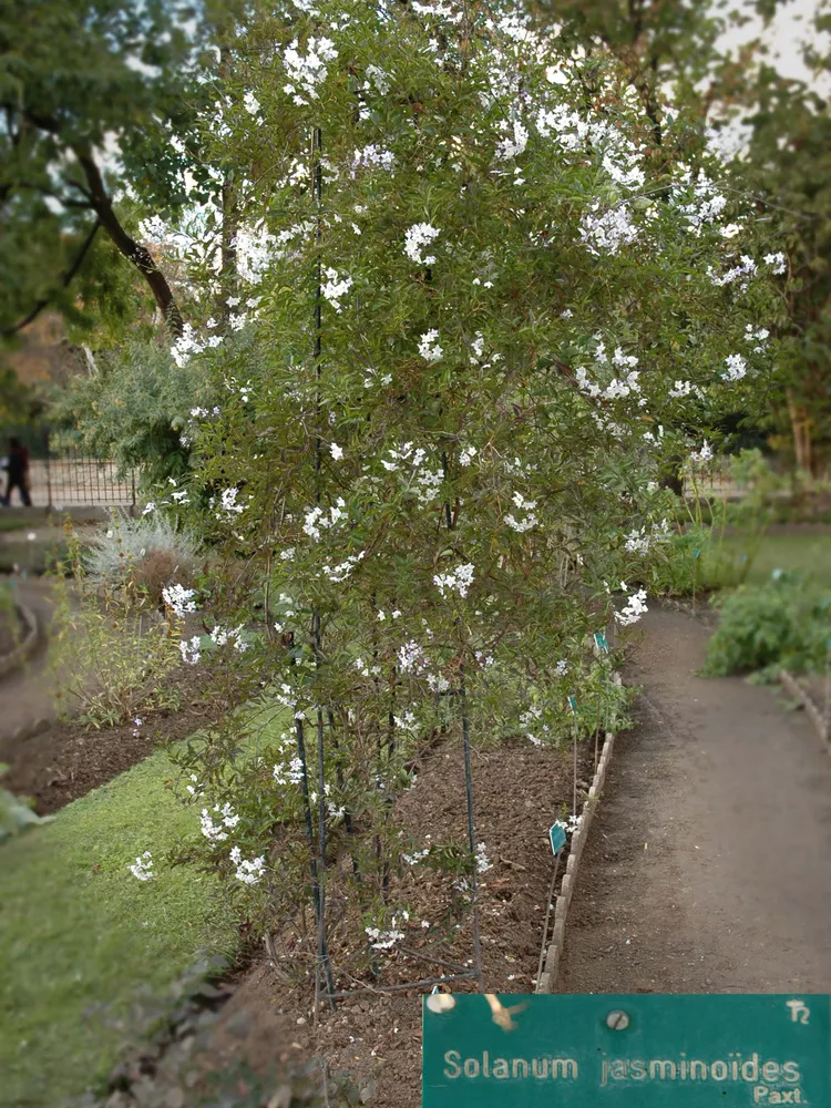 solanum jasminoides plant showing characteristic features