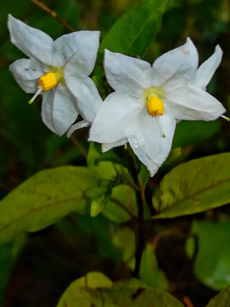 solanum jasminoides plant showing characteristic features