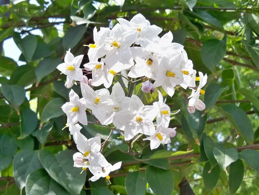 solanum jasminoides plant showing characteristic features