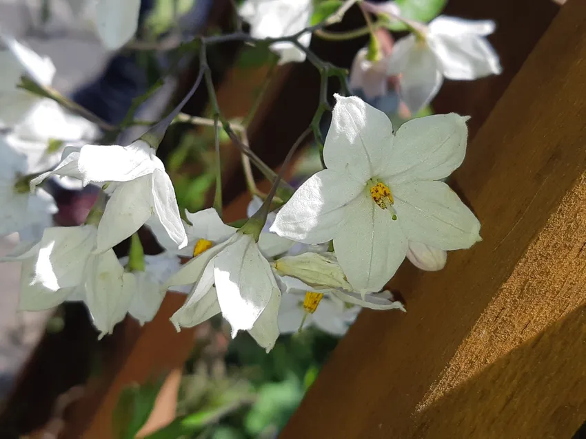 solanum jasminoides plant showing characteristic features