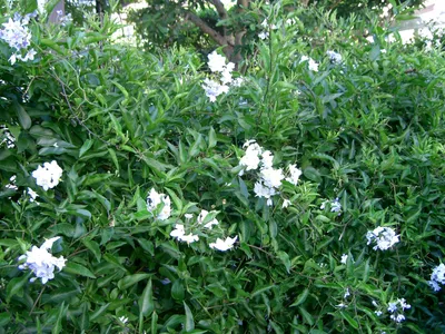 solanum jasminoides thumbnail