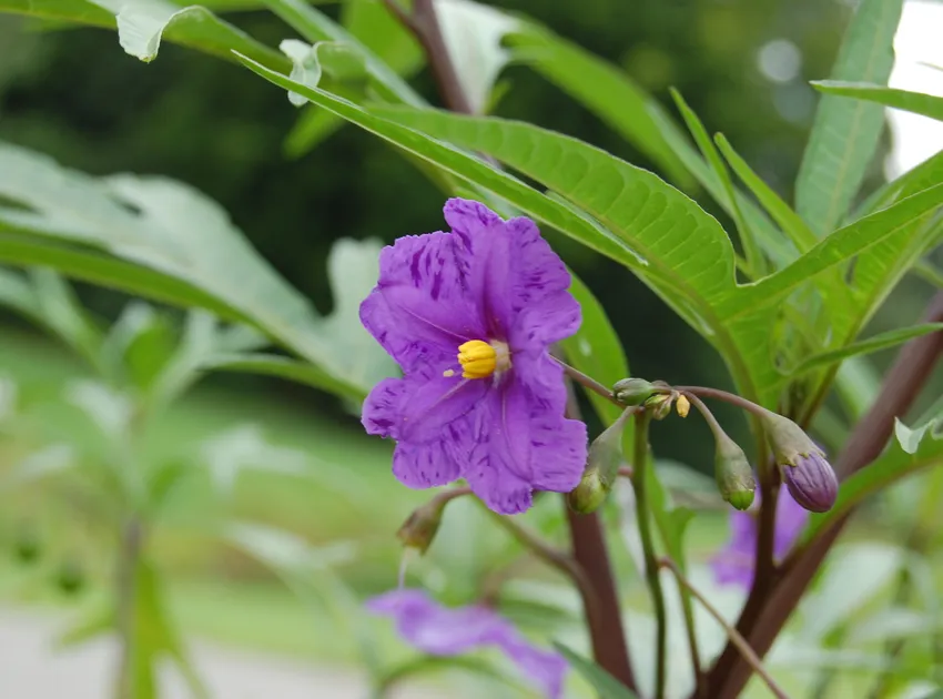 solanum laciniatum plant showing characteristic features