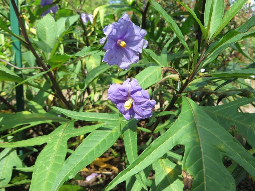 solanum laciniatum plant showing characteristic features