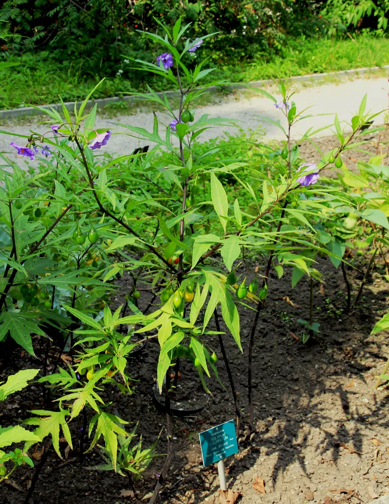 solanum laciniatum plant showing characteristic features