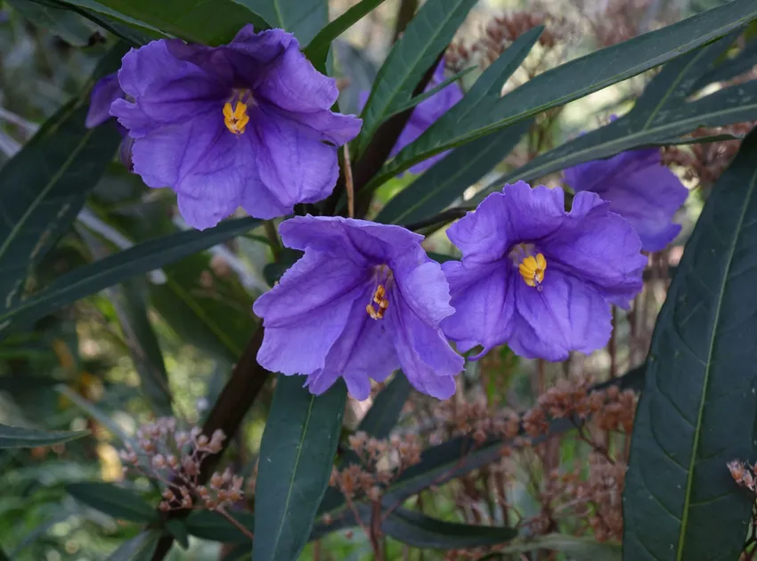 solanum laciniatum plant showing characteristic features