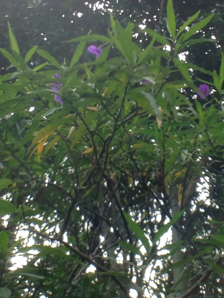 solanum laciniatum plant showing characteristic features