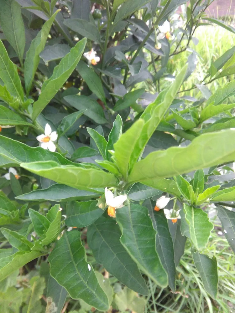 solanum pseudocapsicum plant showing characteristic features