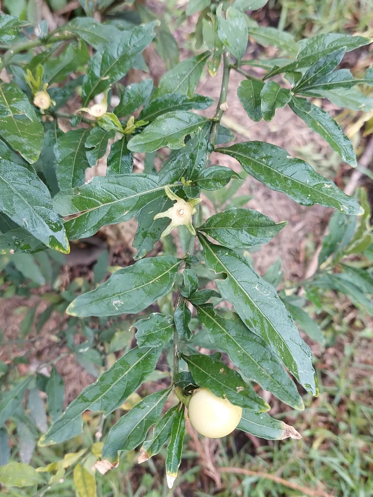 solanum pseudocapsicum plant showing characteristic features