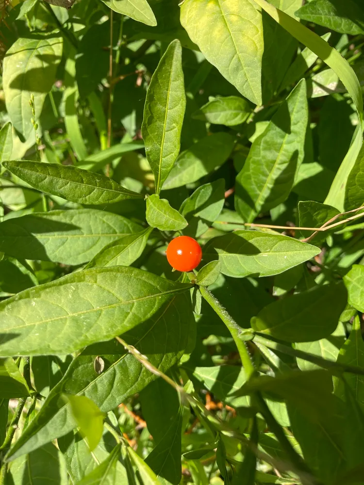 solanum pseudocapsicum plant showing characteristic features