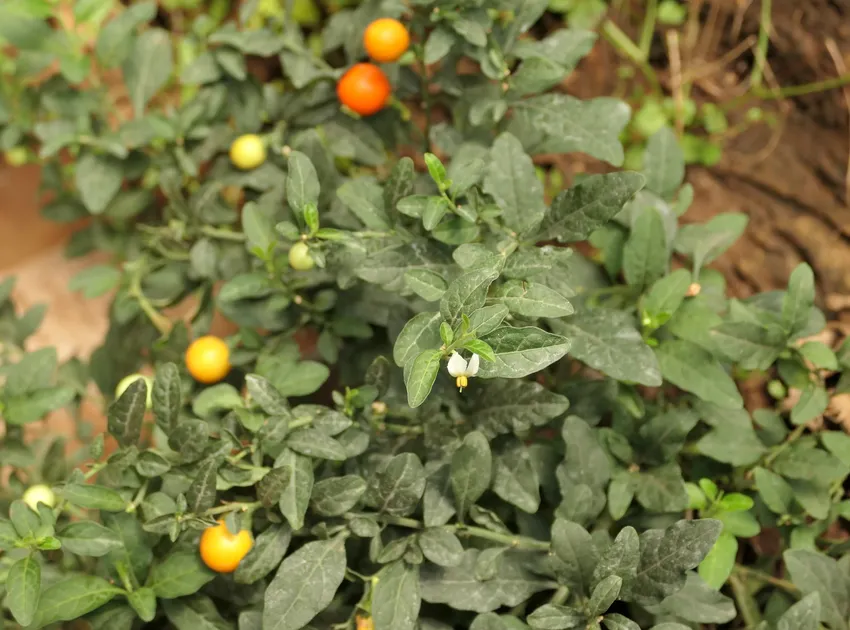 solanum pseudocapsicum plant showing characteristic features