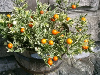 solanum pseudocapsicum thumbnail