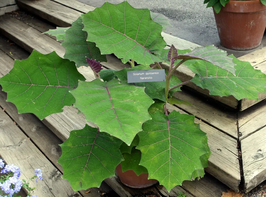 solanum quitoense plant showing characteristic features