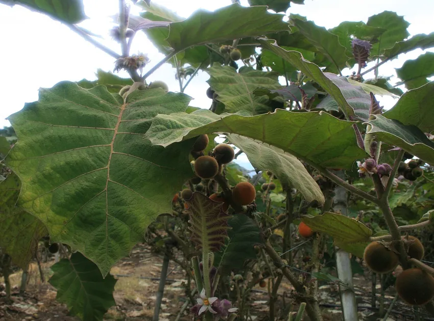 solanum quitoense plant showing characteristic features