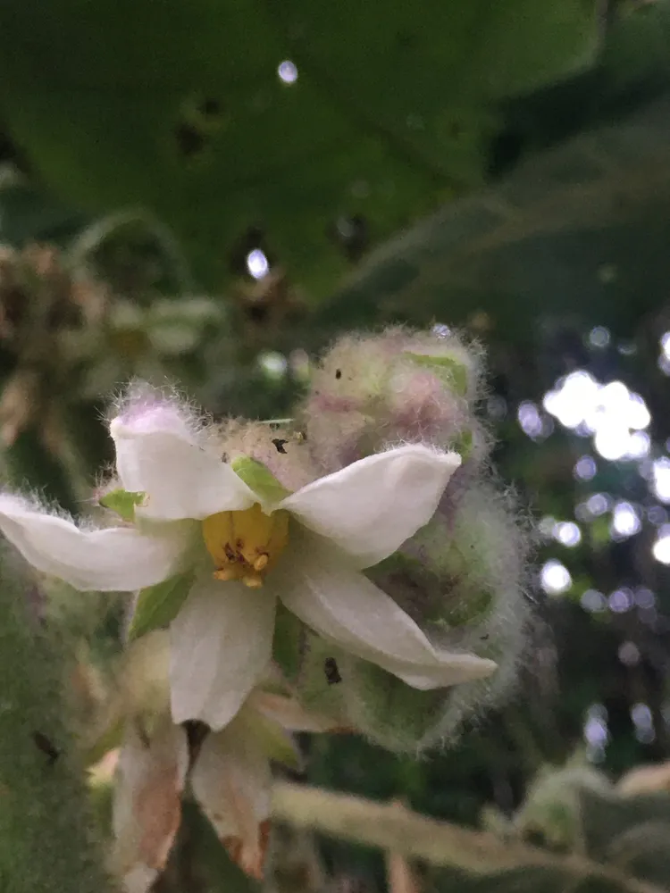 solanum quitoense plant showing characteristic features