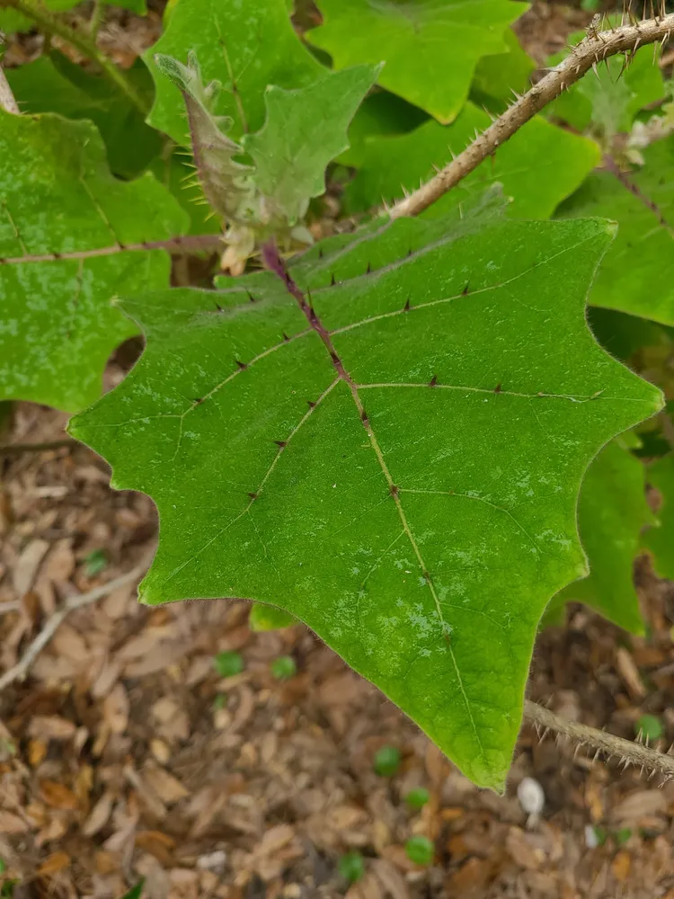 solanum quitoense plant showing characteristic features