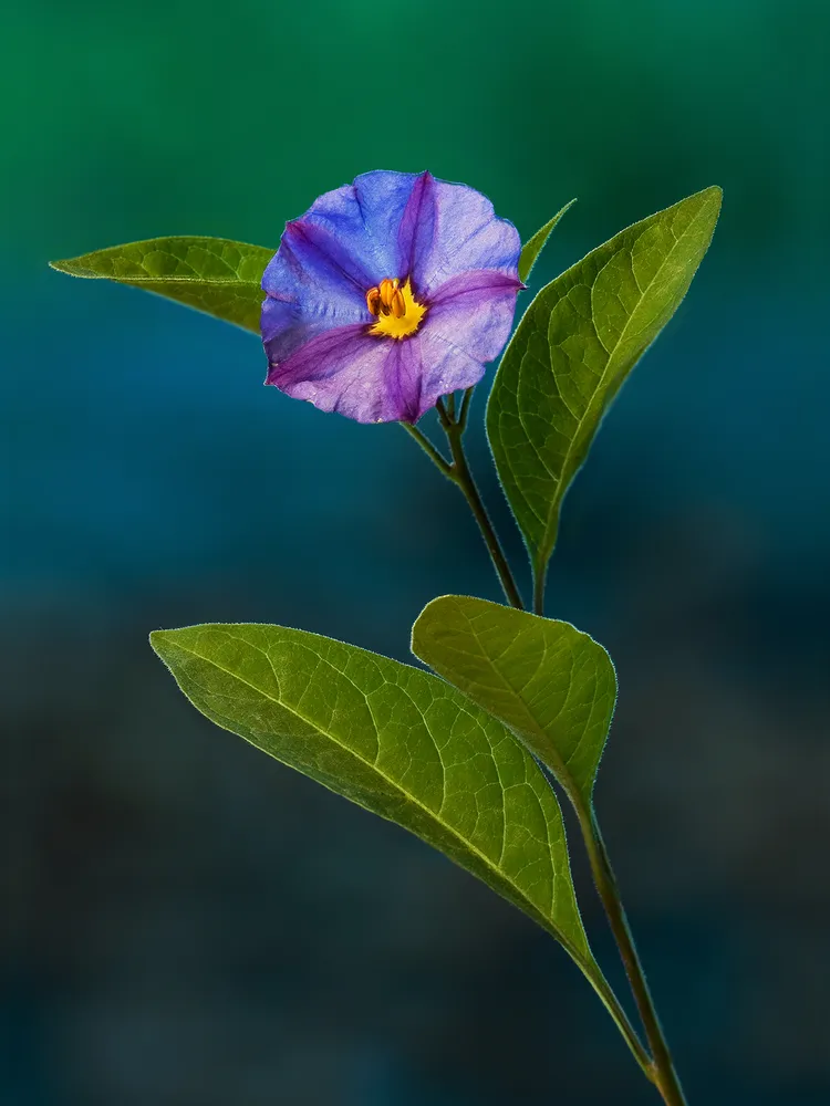 solanum rantonnetii plant showing characteristic features