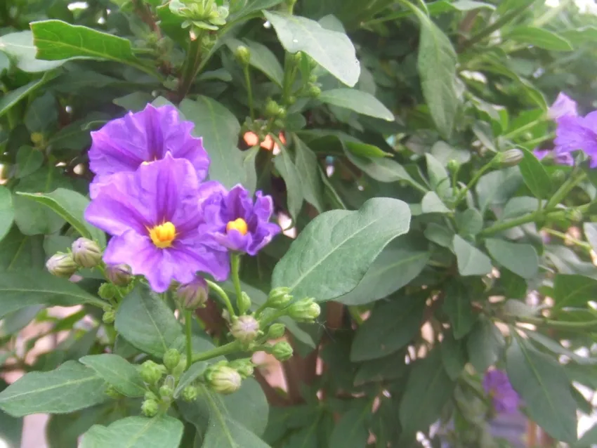 solanum rantonnetii plant showing characteristic features