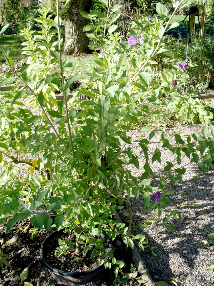 solanum rantonnetii plant showing characteristic features