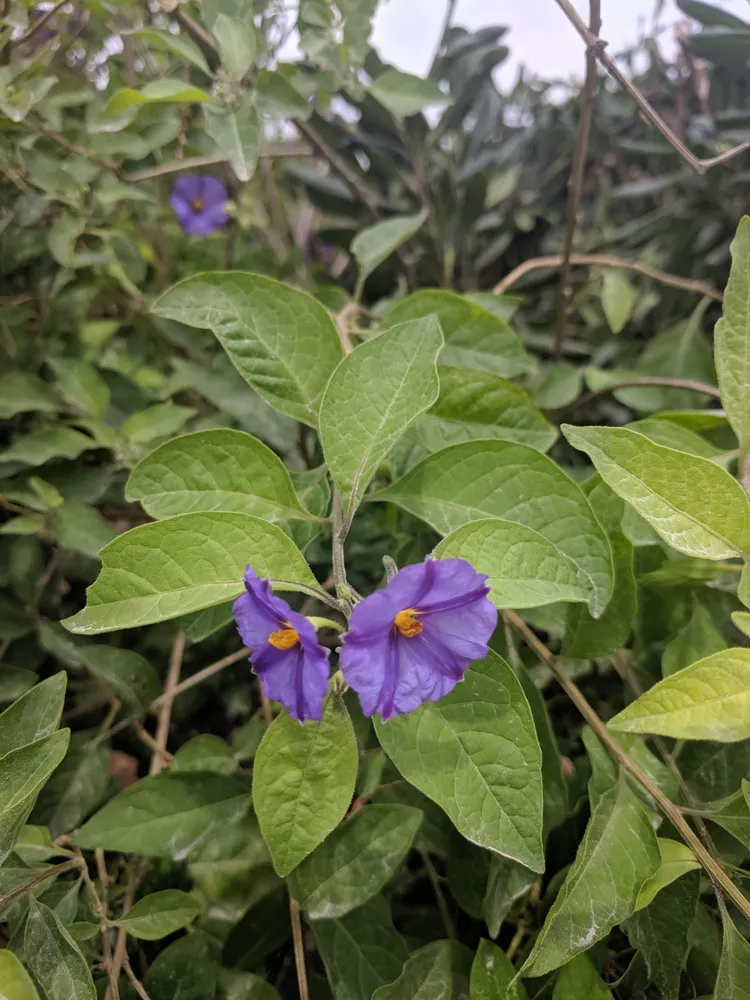 solanum rantonnetii plant showing characteristic features