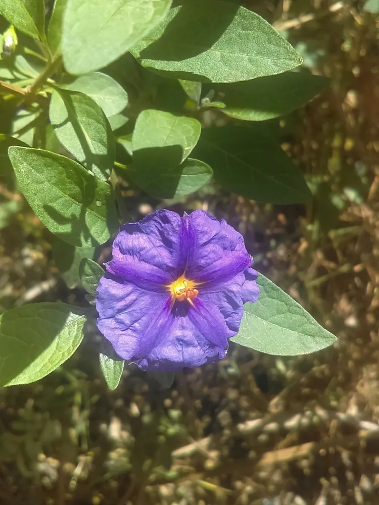 solanum rantonnetii plant showing characteristic features