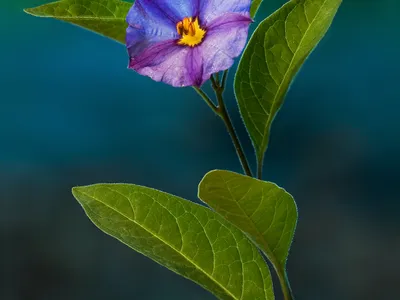 solanum rantonnetii thumbnail