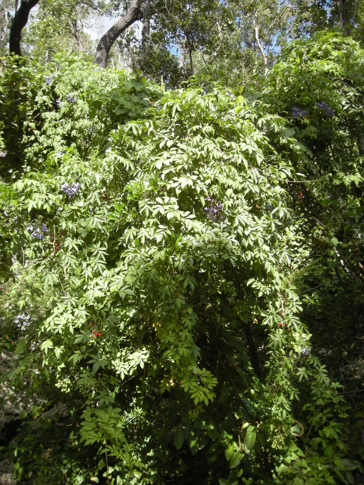 solanum seaforthianum plant showing characteristic features