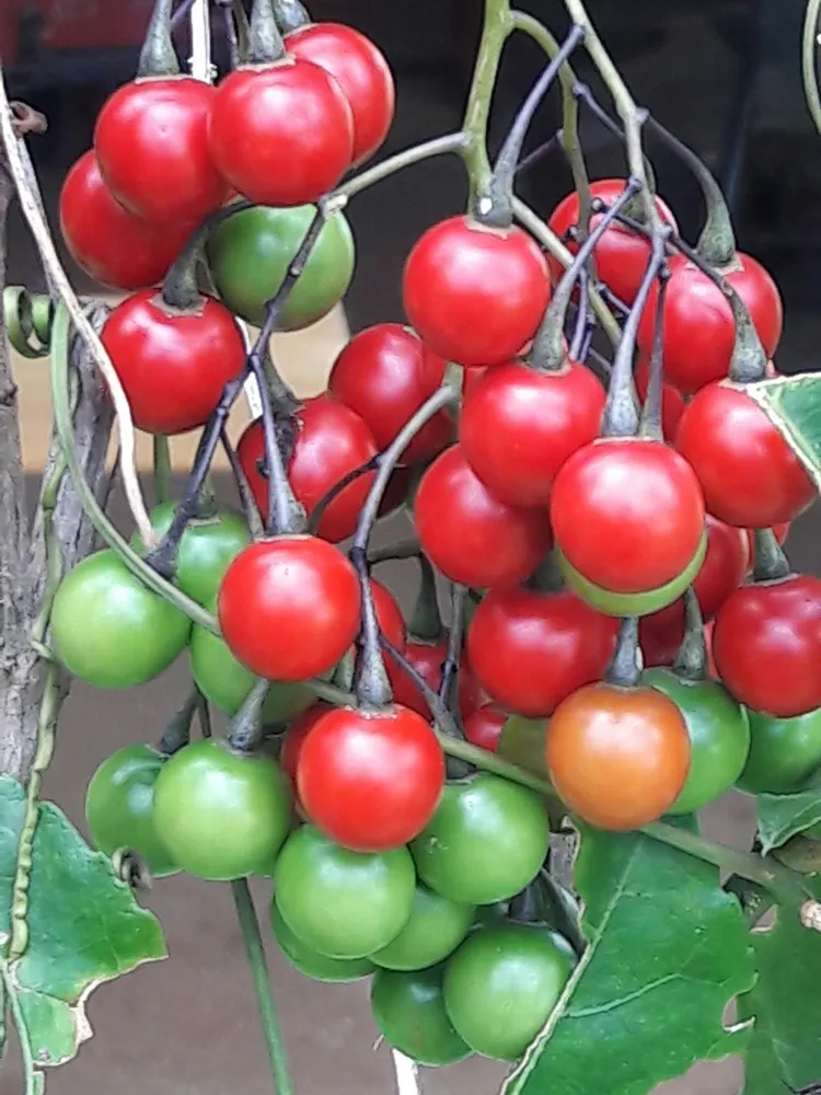 solanum seaforthianum plant showing characteristic features