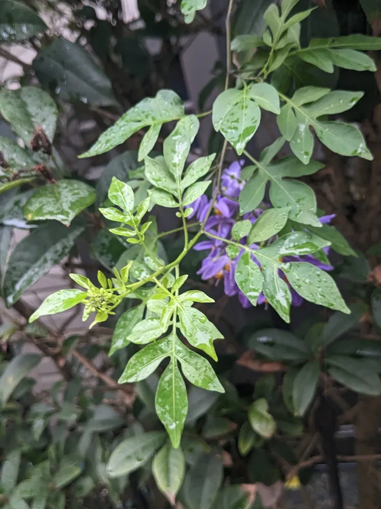 solanum seaforthianum plant showing characteristic features