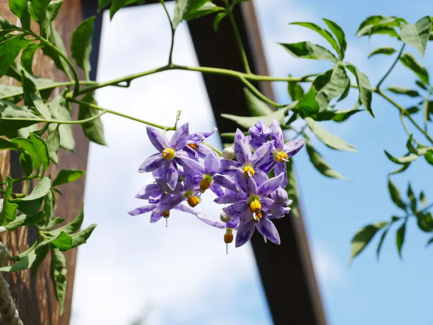 solanum seaforthianum plant showing characteristic features