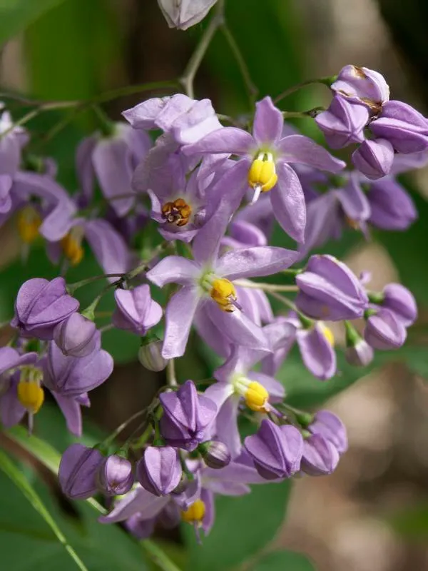 solanum seaforthianum plant showing characteristic features