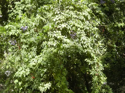 solanum seaforthianum thumbnail