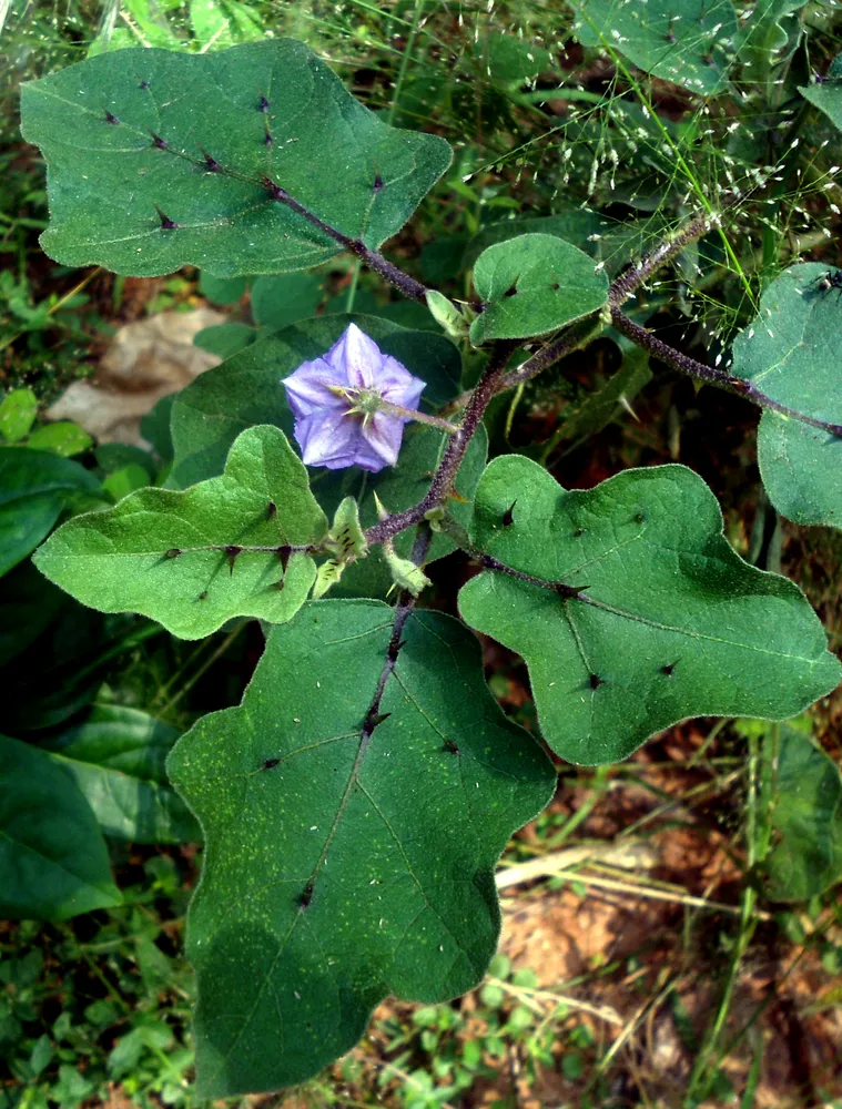 solanum wendlandii plant showing characteristic features