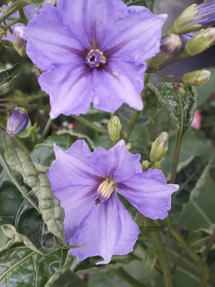 solanum wendlandii plant showing characteristic features