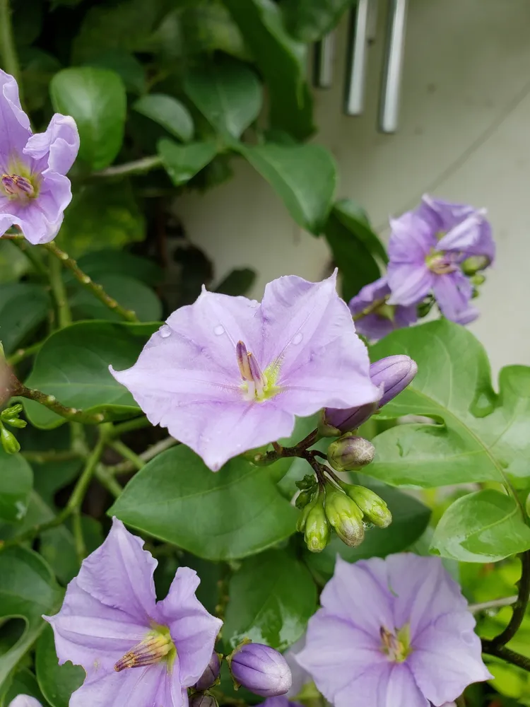 solanum wendlandii plant showing characteristic features