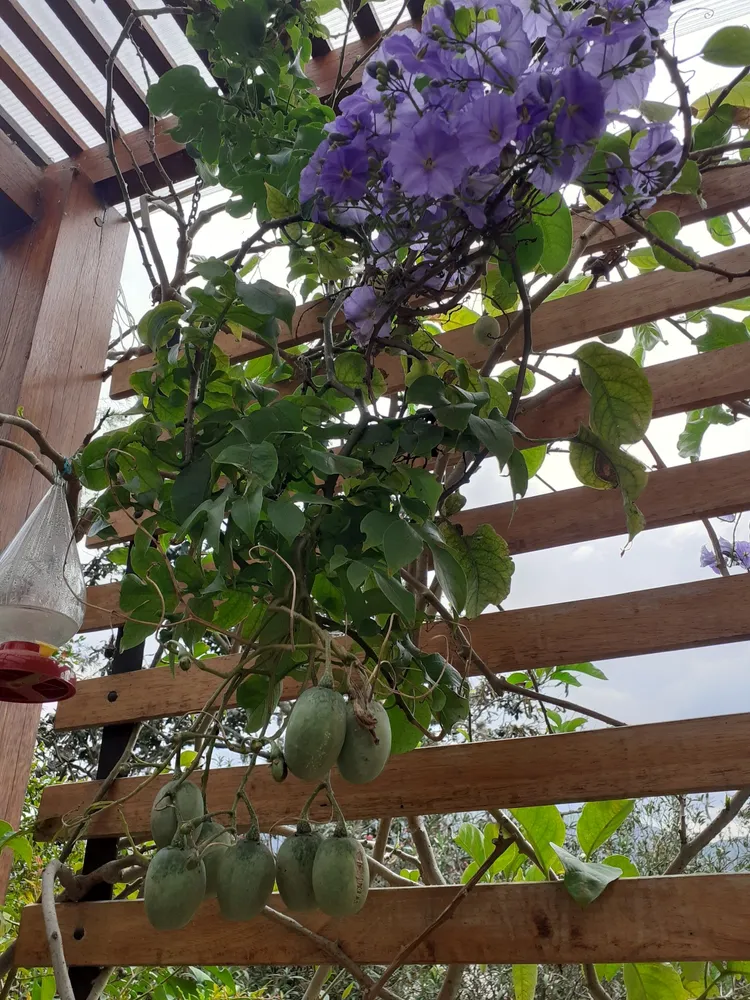 solanum wendlandii plant showing characteristic features