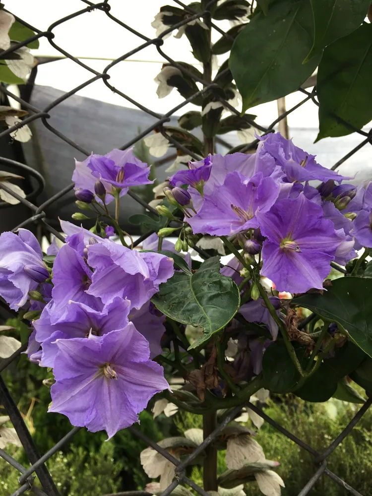 solanum wendlandii plant showing characteristic features