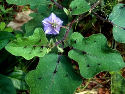 solanum wendlandii thumbnail