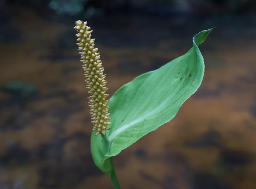 spathiphyllum blandum plant showing characteristic features