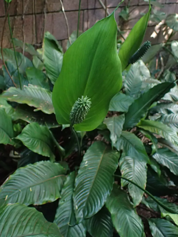 spathiphyllum blandum plant showing characteristic features