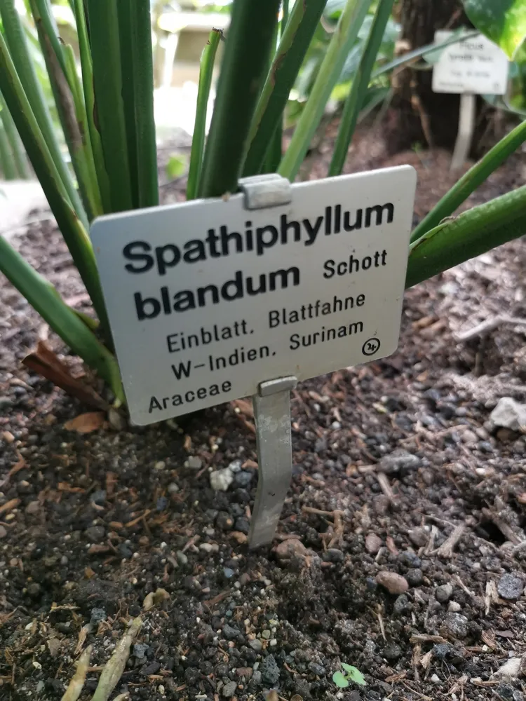 spathiphyllum blandum plant showing characteristic features