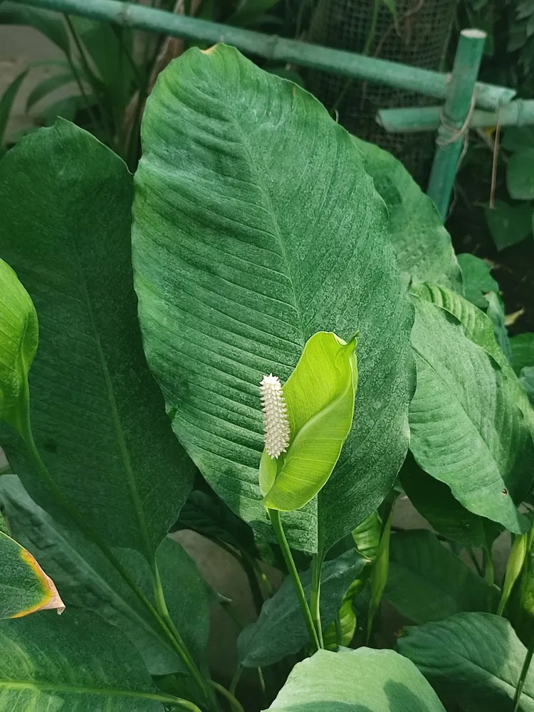 spathiphyllum blandum plant showing characteristic features