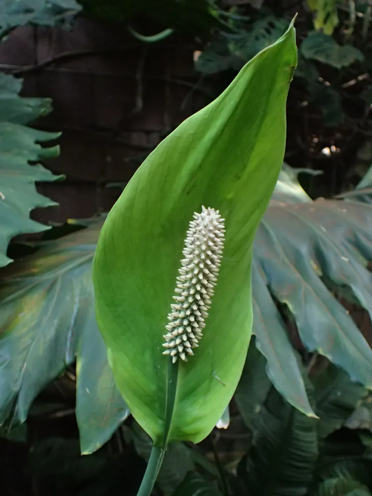 spathiphyllum blandum plant showing characteristic features