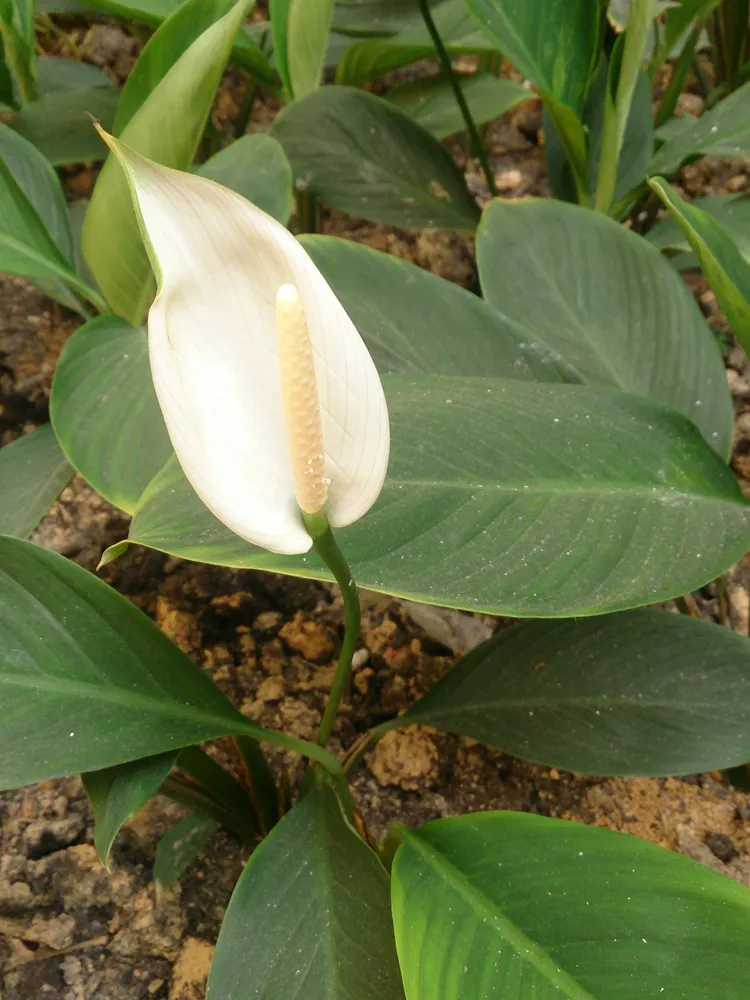 spathiphyllum cannifolium plant showing characteristic features