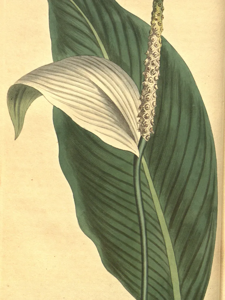 spathiphyllum cannifolium plant showing characteristic features