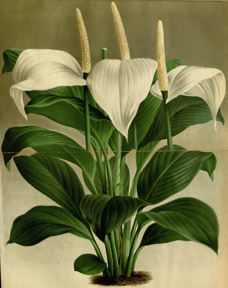 spathiphyllum cannifolium plant showing characteristic features