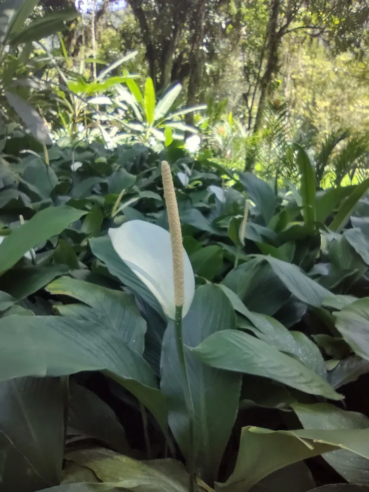 spathiphyllum cannifolium plant showing characteristic features