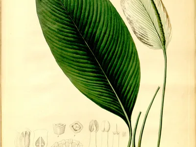 spathiphyllum cannifolium thumbnail