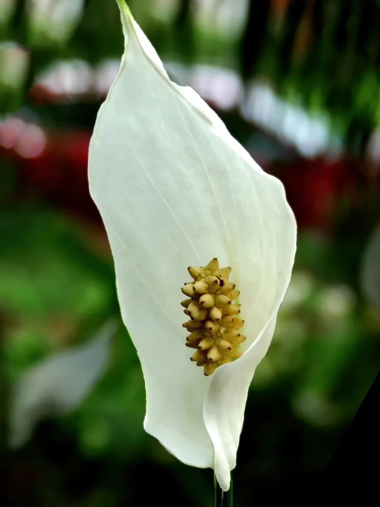 spathiphyllum cochlearispathum plant showing characteristic features