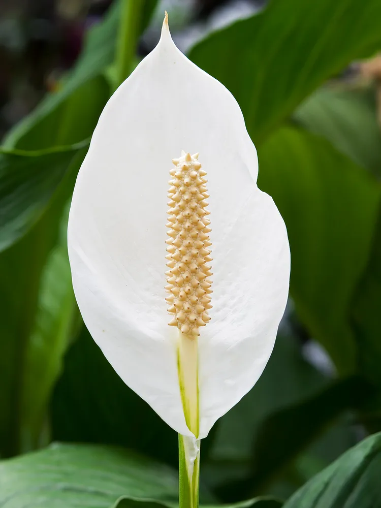 spathiphyllum cochlearispathum plant showing characteristic features