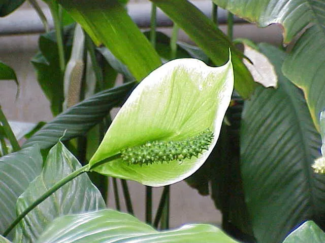 spathiphyllum cochlearispathum plant showing characteristic features